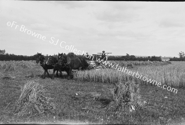 HARVEST TIME IN CONASLEE : REAPING